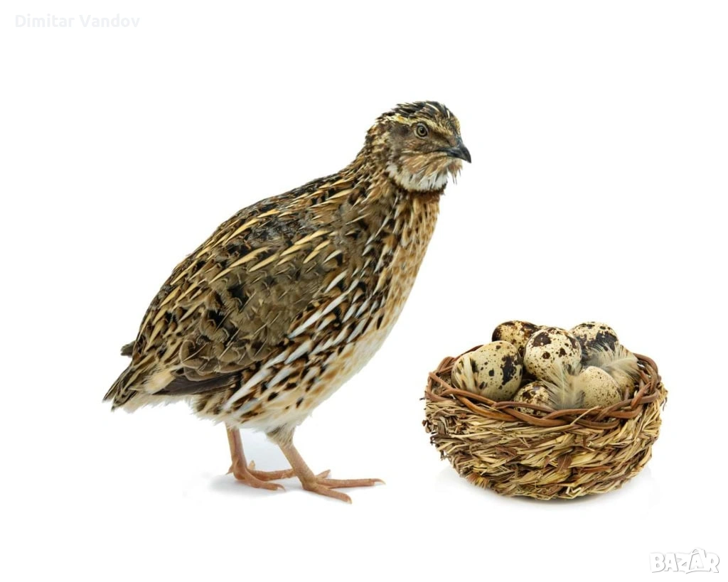 Пъдпъдъчи яйца Винаги пресни, снимка 1