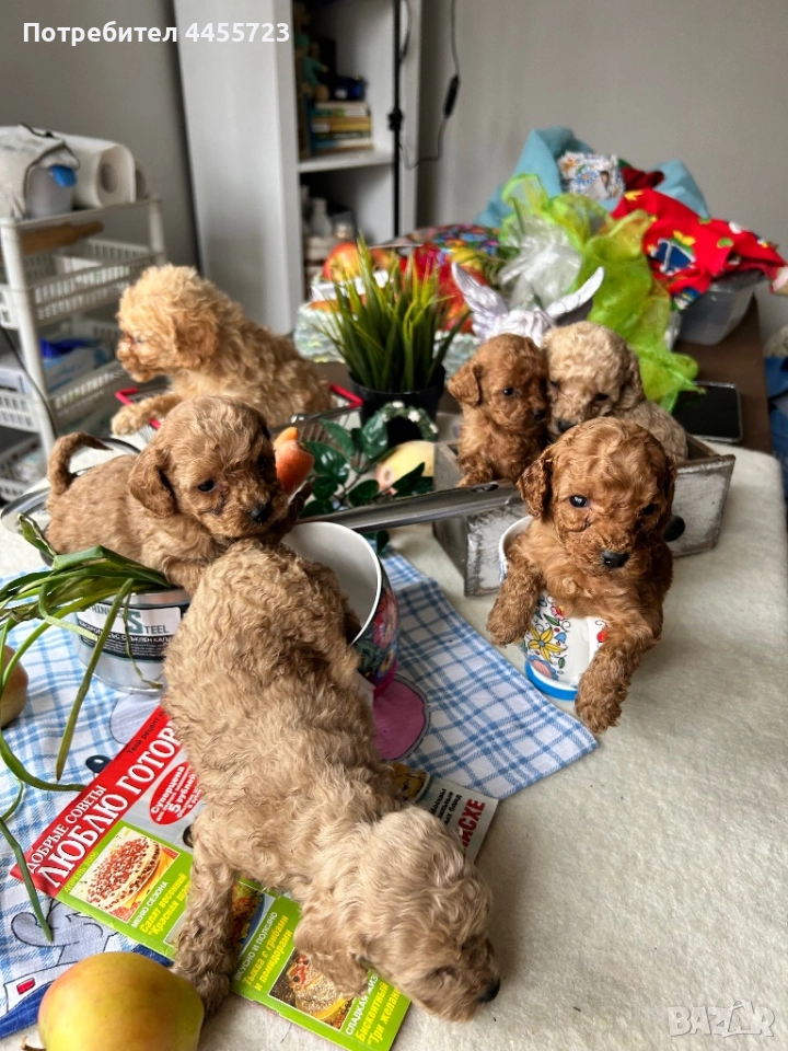 Продавам кученца, снимка 1