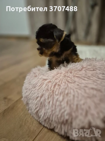 Йоркширски териер , снимка 1