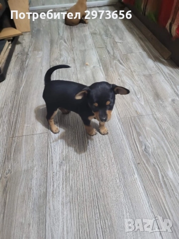 Сладки пинчери, снимка 6 - Пинчер - 52912602