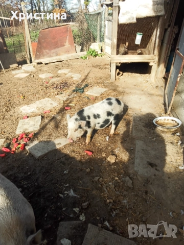 Виетнамски прасета, снимка 3 - Прасета - 52295661