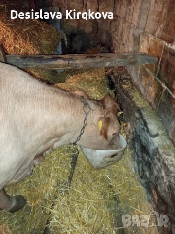 Продавам червена месодайна крава , снимка 2 - Крави - 52513828