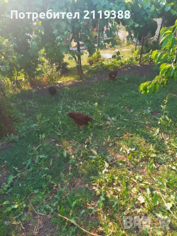 Свободни петлета на 4.5 месеца, снимка 3 - Кокошки и пуйки - 51021180