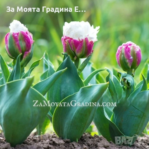 Сладоледено Лале , снимка 9 - Сортови семена и луковици - 53623458