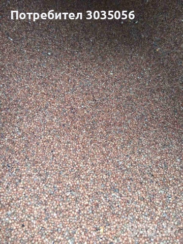 Продавам сорго, снимка 2 - За птици - 52595110