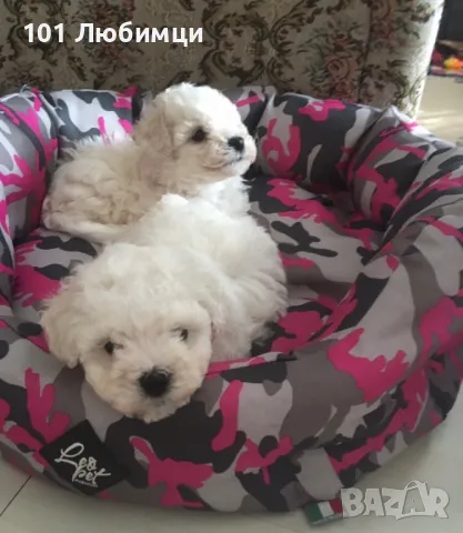 Бишон фризе -Френска болонка, снимка 2 - Болонка - 47445605