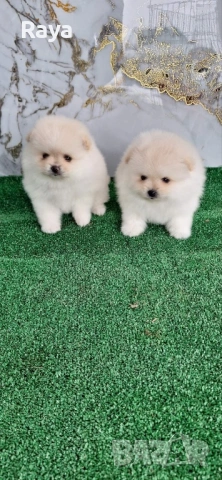 Померани със и без родословие