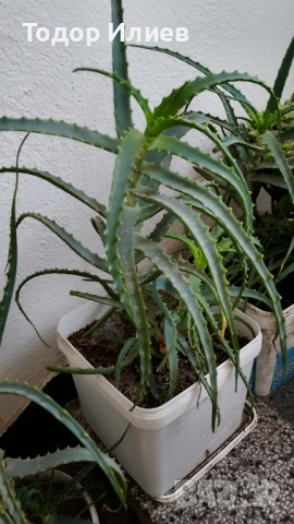 Живо алое вера за лечебна напитка – големи и малки растения, снимка 9 - Стайни растения - 53244971