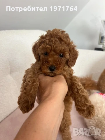Продавам женски той пудел, снимка 1