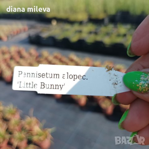 Пенисетум Малкото зайче, Pennisetum alopecuroides Little Bunny , снимка 6 - Градински цветя и растения - 42225243