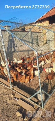 Кокошки носачки ломан браун