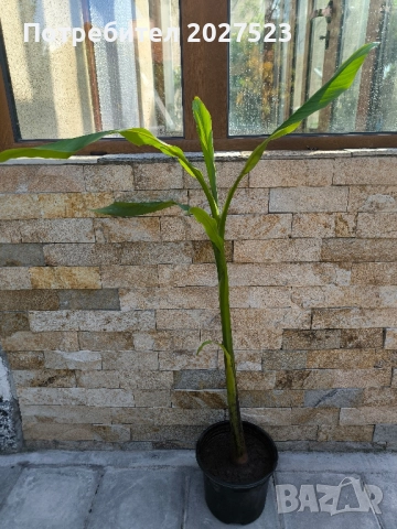 Банан Муса студоустойчив 