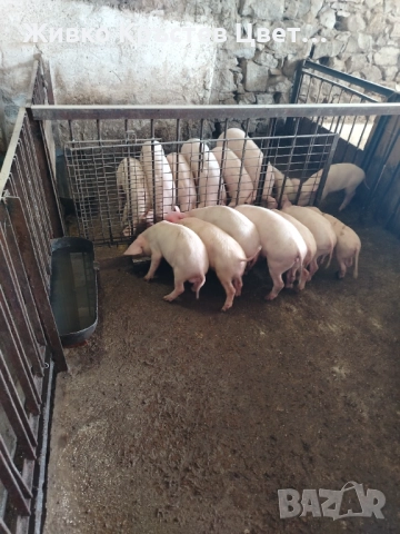 Продавам малки прасета 
