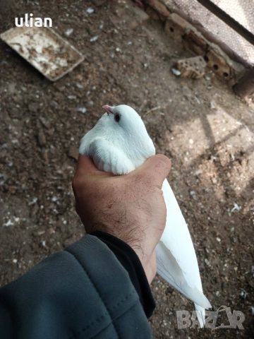 Продавам гълъби арабски смеяч, снимка 5 - Гълъби - 53758892