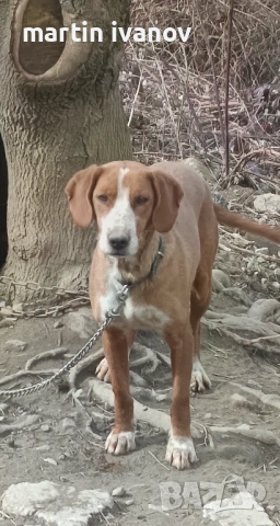 Посавско гонче, снимка 4 - Гонче - 53689563