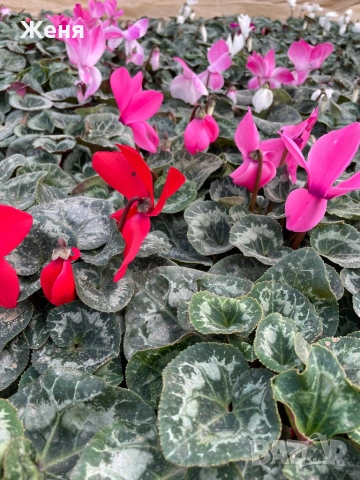 Уникална циклама ТОП !!!, снимка 3 - Градински цветя и растения - 53357012