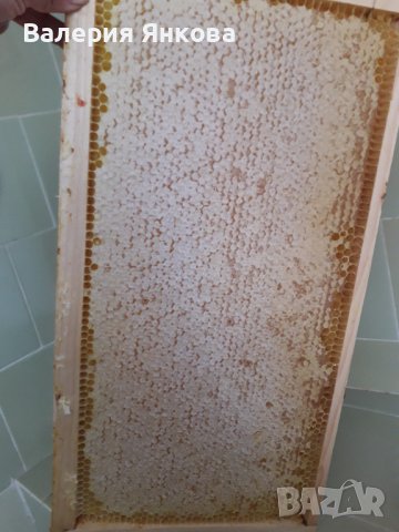 Акациев мед реколта 2025 г - 100 % натурален , снимка 5 - Пчелни продукти - 33253147