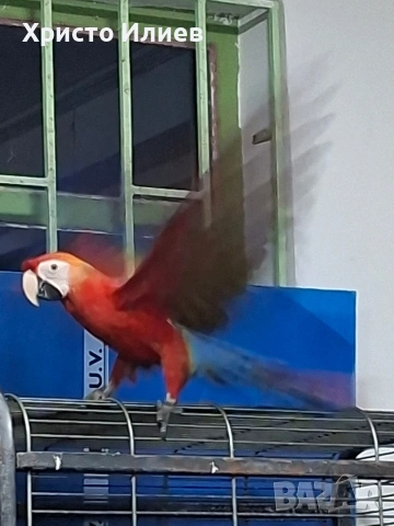Продава кротка ара макао , снимка 2 - Папагали - 53770499