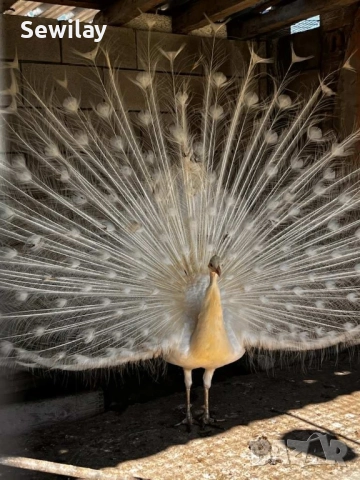 Паун мъжки бял, снимка 2 - други­ - 52030093