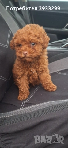 той пудел мини пуделче момче, снимка 5 - Пудели - 53531999