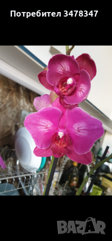 Орхидея пелорик, снимка 1 - Стайни растения - 44601270