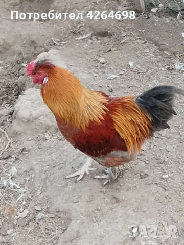 Гургутки и петлета, снимка 9 - други­ - 50966710