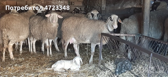 Продавам 20 млади овце, снимка 4 - Овце - 53278440