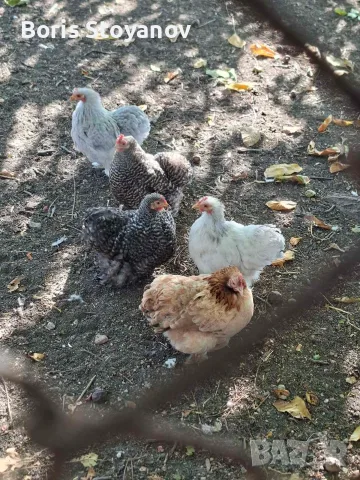 мини кохин кокошки