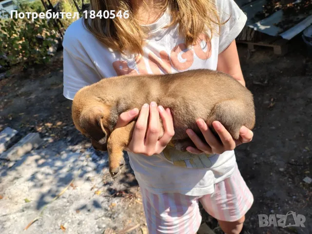 Малки кученца на 45 дена, снимка 17 - Други - 56067923