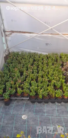 Лаврова Калина (Viburnum Tinus), снимка 6 - Разсади - 49417220