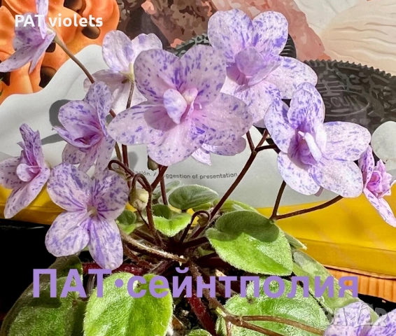 Saintpaulia Сейнтполия Сентполия African Violet Aфриканска теменужка стайна теменужка Фiалка цветя, снимка 4 - Стайни растения - 50025772