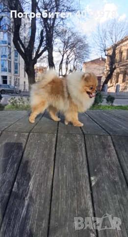 Померан Момиче с Родословие FCI, снимка 4 - Померан - 52822321