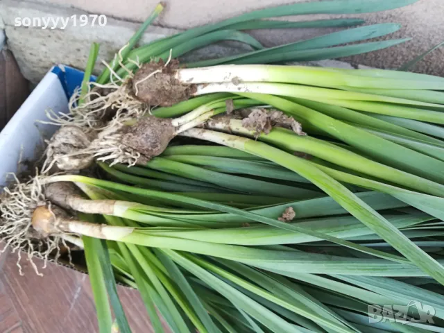 ГРЪМ ОТ НАРЦИСИ 25БР С ЛУКОВИЦИ 1504250637, снимка 9 - Градински цветя и растения - 49899615