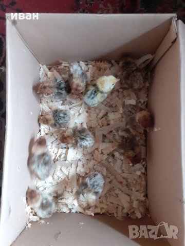 СРЕБЪРНО БРЕЗЕ -РАЗПЛОДНИ ЯЙЦА, снимка 14 - Кокошки и пуйки - 35769991