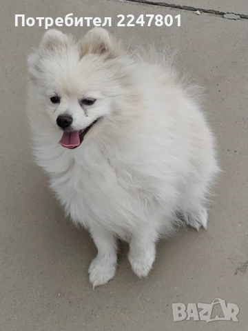 Померан 8месеца