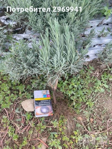  Разсад лавандула на едро и дребно, снимка 15 - Градински цветя и растения - 31696645