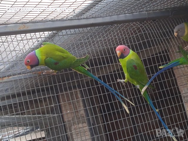 Сливоглав Александър- Мъжки