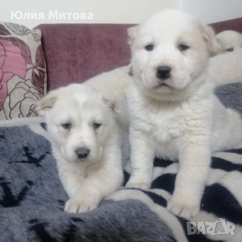 Кученца САО (Алабай) , снимка 4 - Алабай - 53458601