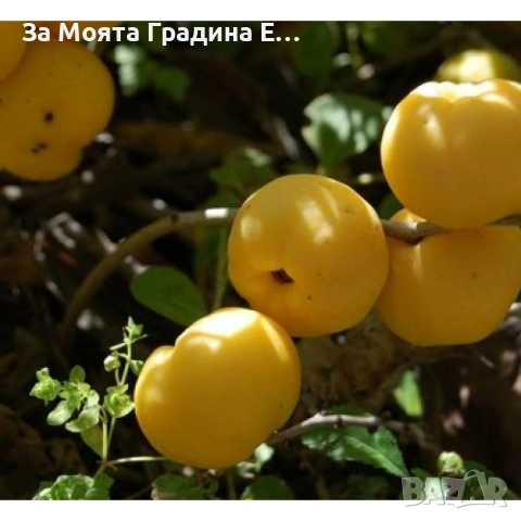 Японска Дюля , снимка 5 - Градински цветя и растения - 53636196