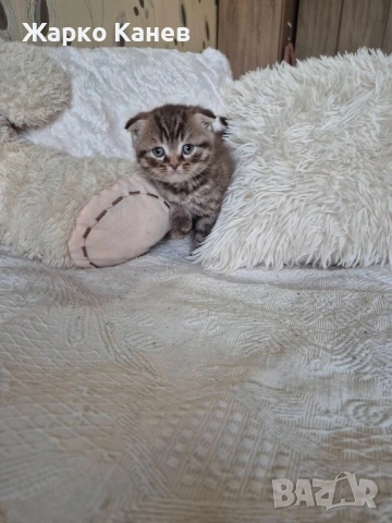 Британски и шотлански котета, снимка 7 - Британска късокосместа - 53305063