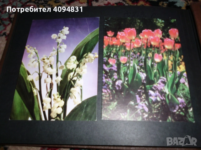 Стари албуми 2бр. с Пощенски картички / Цветя, снимка 12 - Колекции - 52099682