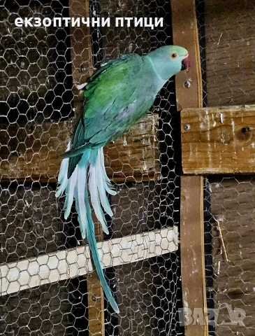 Продавам женска м. Александър, снимка 2 - Папагали - 52593662