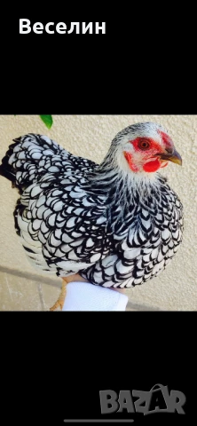 Оплодени яйца от Виандот Стандарт Qica viandot standart