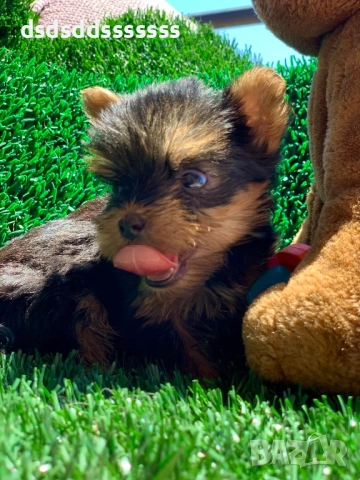 Продавам мини йорки , снимка 3 - Йоркширски териер - 52802254