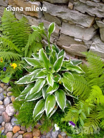 Хоста Франция, Hosta Francee , снимка 1