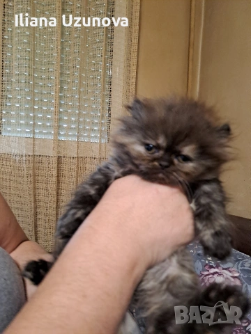 Уникални персийски котенца , снимка 8 - Персийска - 53293077