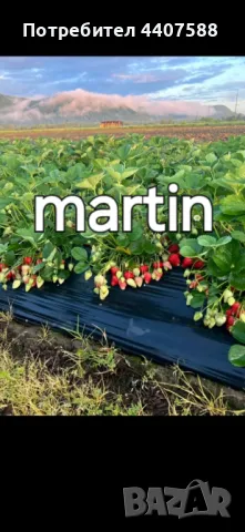 Расзад ягоди и малини , снимка 4 - Разсади - 49392303