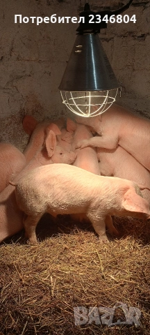 80 кг женско и 3 бр малки 30 кг, снимка 3 - Прасета - 53748391