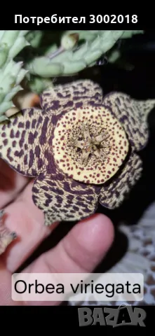 Дървото на живота и кактуси , снимка 6 - Стайни растения - 48831429