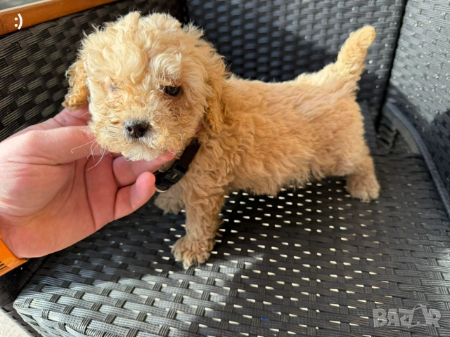 Мини Пудели Актуално от 6.1.2026, снимка 4 - Пудели - 52971791